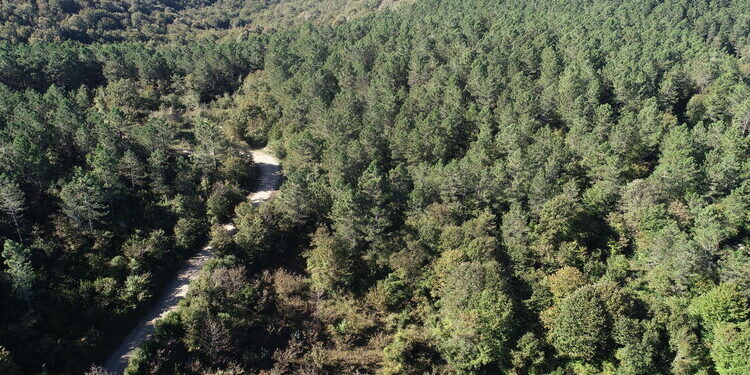 Bartın’da Dijital Dönüşüm: Akıllı Ormancılık ve Yeşil Enerji Dönemi