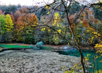 Bolu’da Dijital Dönüşüm: Akıllı Orman Projesi ile Doğayı Koruma