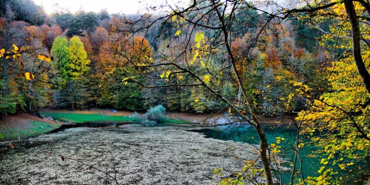 Bolu’da Dijital Dönüşüm: Akıllı Orman Projesi ile Doğayı Koruma