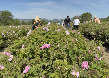 Isparta’da Dijital Dönüşüm: Akıllı Tarım ve Gül Teknolojileri Buluştu