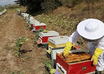 Giresun’da Dijital Dönüşüm: Akıllı Kovanlarla Dijital Bal Üretimi Başladı