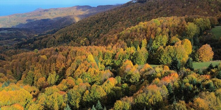 Kastamonu’da Dijital Dönüşüm: Dijital Ormancılık ve Akıllı Enerji Dönemi