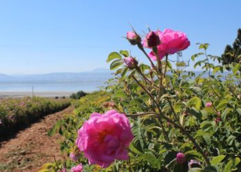 Isparta Gül Efsanesi: Gülün Yetişmesi ve Sonsuz Aşkın Sırrı