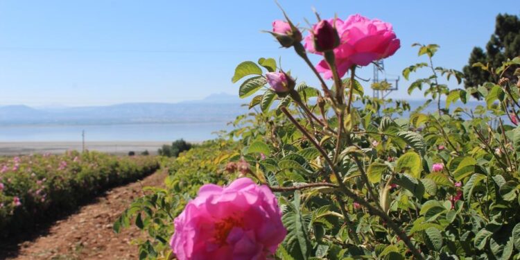 Isparta Gül Efsanesi: Gülün Yetişmesi ve Sonsuz Aşkın Sırrı